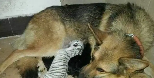 German sheepdogs are nannys
