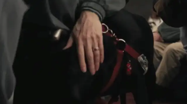 The dog took the bus out on his own, and it went red