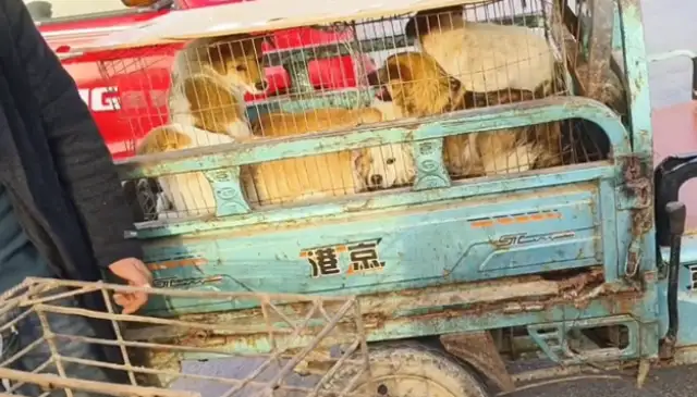 All nine little dogs in the car