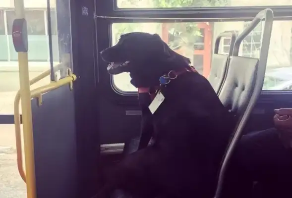 The dog took the bus out on his own, and it went red