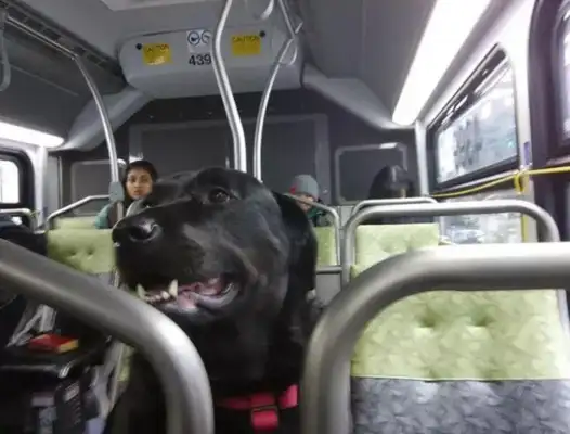 The dog took the bus out on his own, and it went red