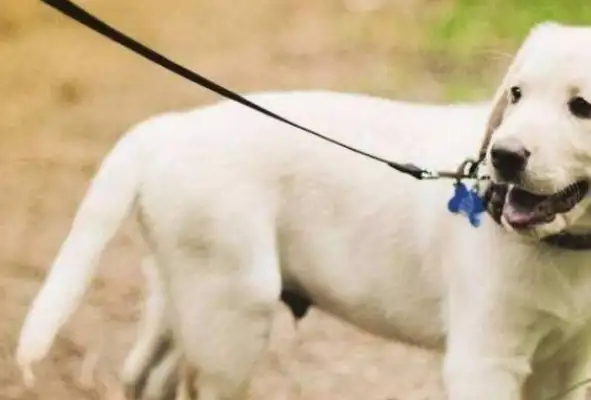 The dog ran away from the owner. It's the same place every time. It makes the police laugh