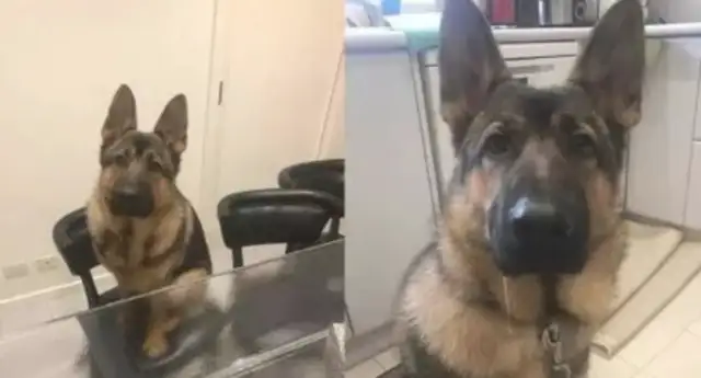 From childhood to cat! The German ranger jumps on a chair, frowns hard, feeders: each one has to try