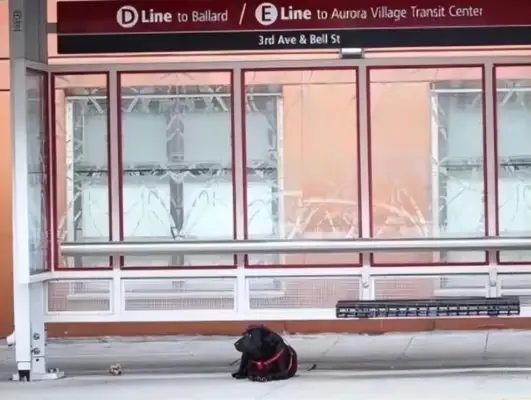 The dog took the bus out on his own, and it went red