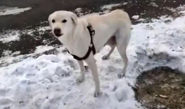 It's heartbreaking howling the labrador who just gave birth to a puppy, left in the cold