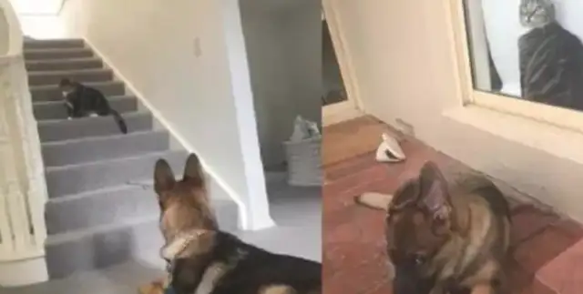From childhood to cat! The German ranger jumps on a chair, frowns hard, feeders: each one has to try