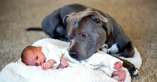 American girls have been with pet dogs since they were born. They've been bitten to death by dog food
