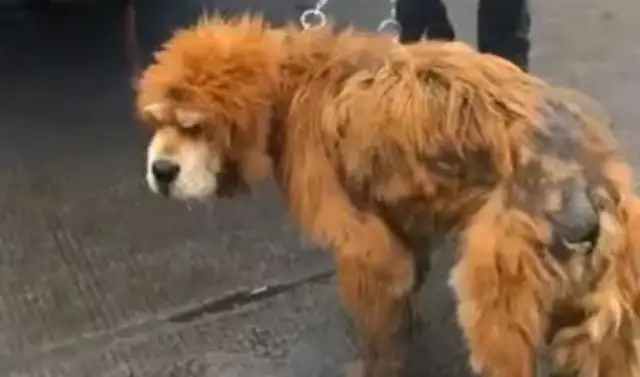 The old dog's about to be slaughtered, he's in pain, and the dog's reaction to feeding is sour