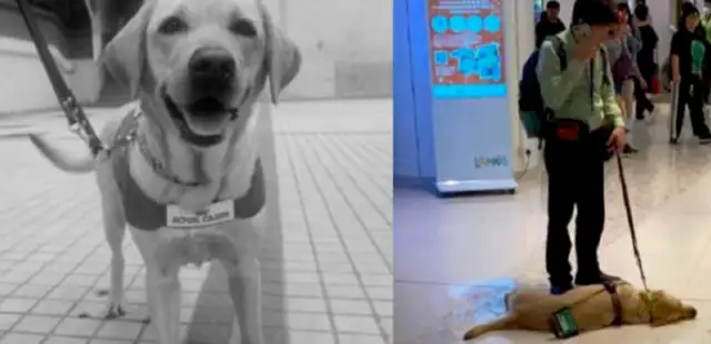 The death of a guide dog in Hong Kong caused social attention and reflection on the visually impaired and guide dogs