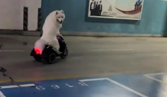 When a man meets Samuel on an electric toy, a dog not only brakes, but also turns. Bend
