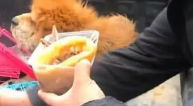 The old dog's about to be slaughtered, he's in pain, and the dog's reaction to feeding is sour
