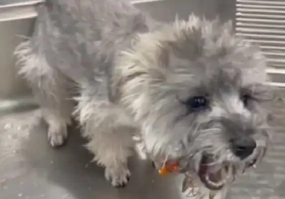 It's useless for a dog to eat the Brovens he bought