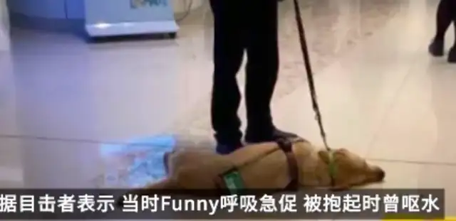 The death of a guide dog in Hong Kong caused social attention and reflection on the visually impaired and guide dogs