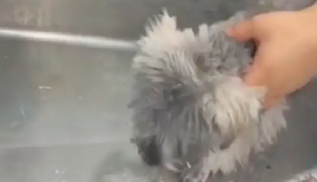 It's useless for a dog to eat the Brovens he bought