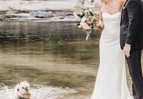 The master brought the dog to the wedding, but this stupid dog