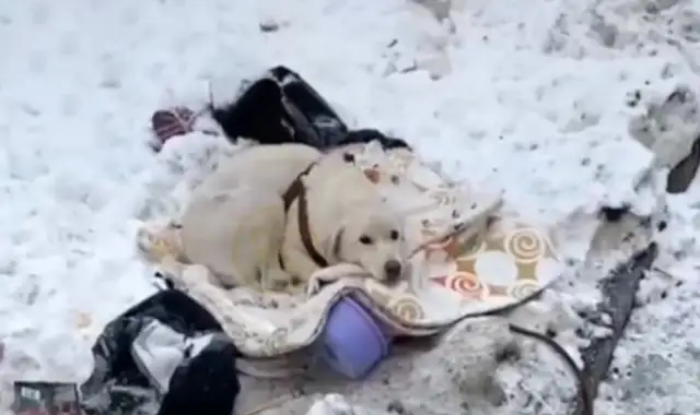 It's heartbreaking howling the labrador who just gave birth to a puppy, left in the cold