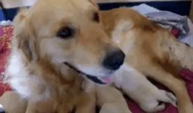 The blond couple took care of the baby, but the dog got warmed up