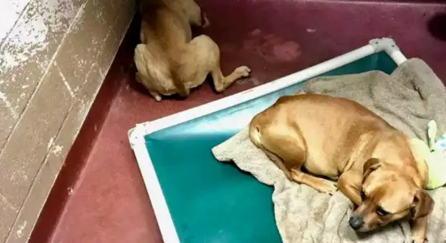 The dog was abused for a whole year and the neighbor was rescued after calling the police