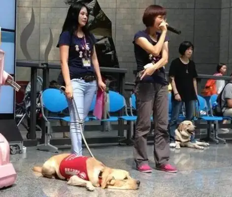 The death of a guide dog in Hong Kong caused social attention and reflection on the visually impaired and guide dogs