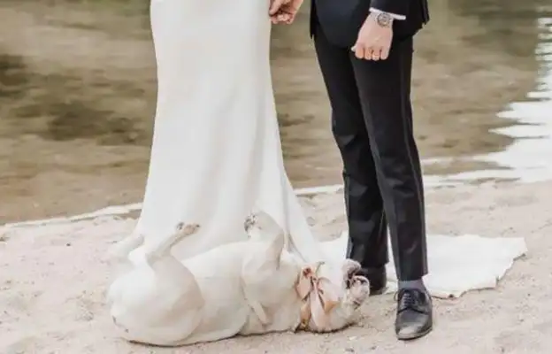 The master brought the dog to the wedding, but this stupid dog