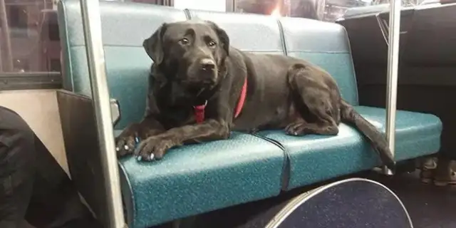 The dog took the bus out on his own, and it went red