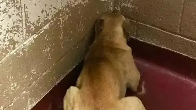 The dog was abused for a whole year and the neighbor was rescued after calling the police