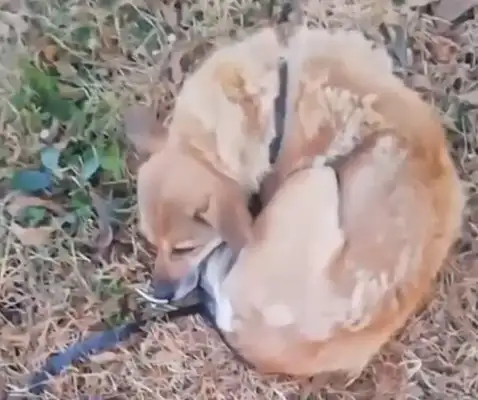 In the cold winter, the stray dog shivering on the grass for two days and meeting a nice guy
