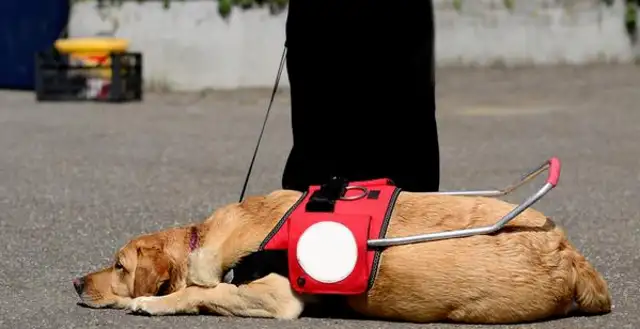 The death of a guide dog in Hong Kong caused social attention and reflection on the visually impaired and guide dogs