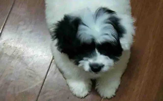 The baby dog was left in a small box, and when the girl brought it back, the dog was happy to turn around
