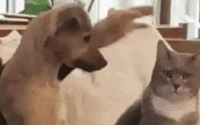 The dog's masters go to the cat, and the results push the cat down. Cat: Go away, stupid dog