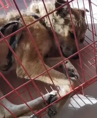 In the cold winter, the stray dog shivering on the grass for two days and meeting a nice guy