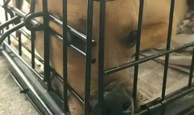 The dog was abused for a whole year and the neighbor was rescued after calling the police