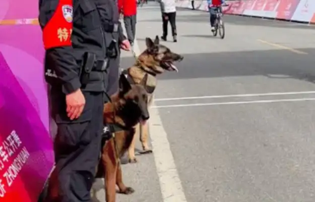 Labrado goes to the dogs, makes it impossible for him to do his duty. The dogs are sorry for the beauty