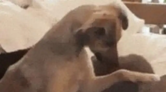 The dog's masters go to the cat, and the results push the cat down. Cat: Go away, stupid dog