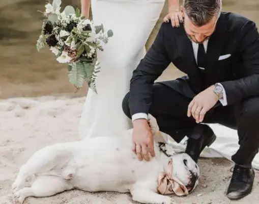 The master brought the dog to the wedding, but this stupid dog
