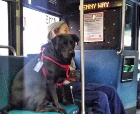 The dog took the bus out on his own, and it went red