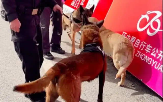 Labrado goes to the dogs, makes it impossible for him to do his duty. The dogs are sorry for the beauty