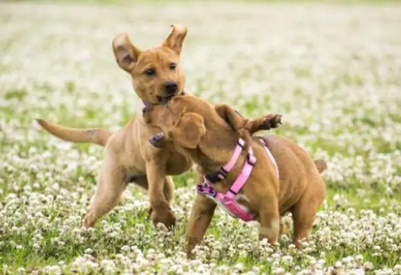 Coward dogs run when they meet other dogs. They need to stabilize the dogs for training
