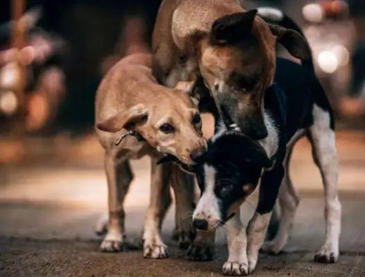 Four stray dogs follow the homeless and when they get sick, they wait at the door