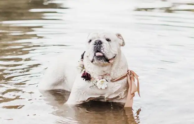 The master brought the dog to the wedding, but this stupid dog