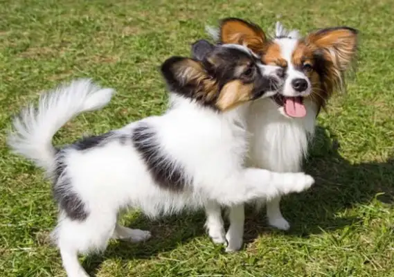 Coward dogs run when they meet other dogs. They need to stabilize the dogs for training