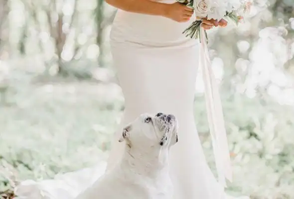 The master brought the dog to the wedding, but this stupid dog