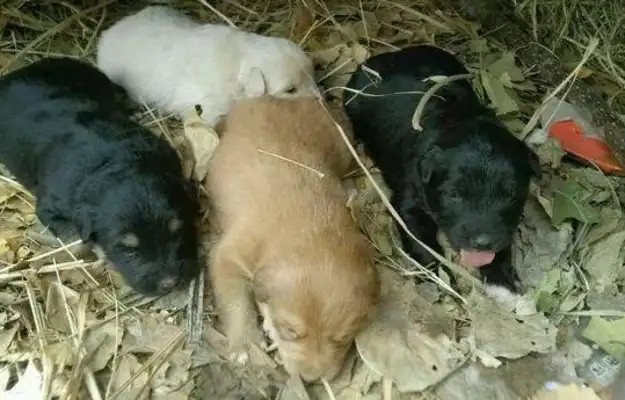 When the stray dog died, no one spoke and discovered that his body was hidden..
