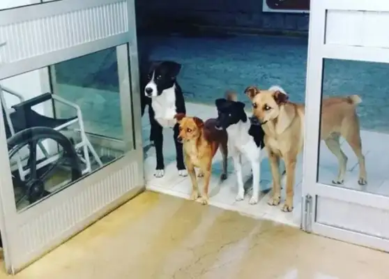 Four stray dogs follow the homeless and when they get sick, they wait at the door
