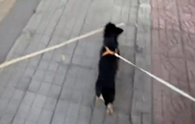 The dog came home with a long stick and the master went back and apologized