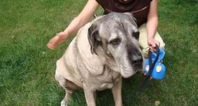 The dog was bitten three times by a big dog and found a wounded vagrant Samoyer with three big holes in his neck