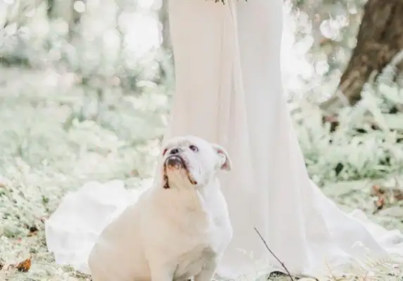 The master brought the dog to the wedding, but this stupid dog