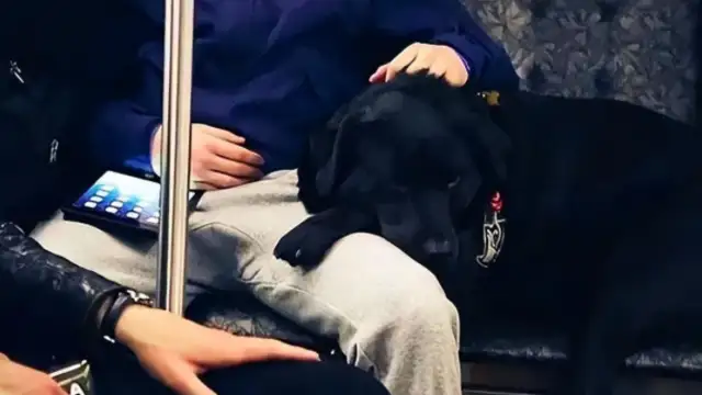 The dog took the bus out on his own, and it went red