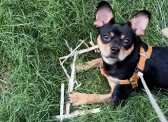 The dog came home with a long stick and the master went back and apologized