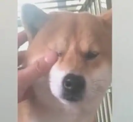 The dog was scolded to tears, and the master immediately became comforted and shed tears